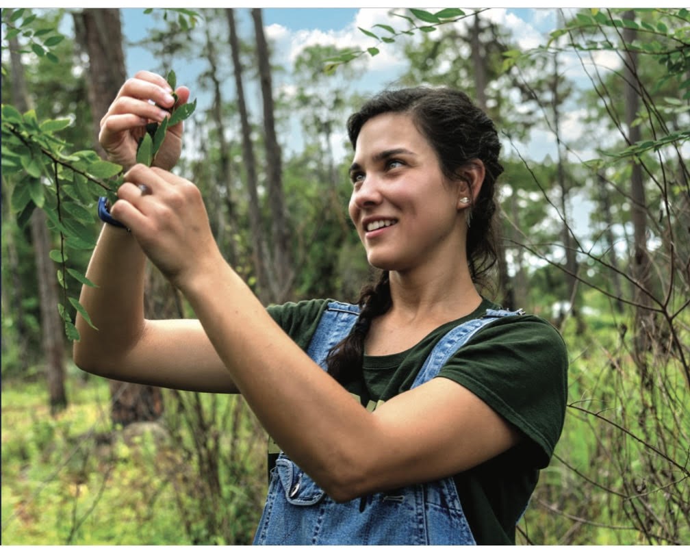 A person in a forest inspects a leaf on a tree.
