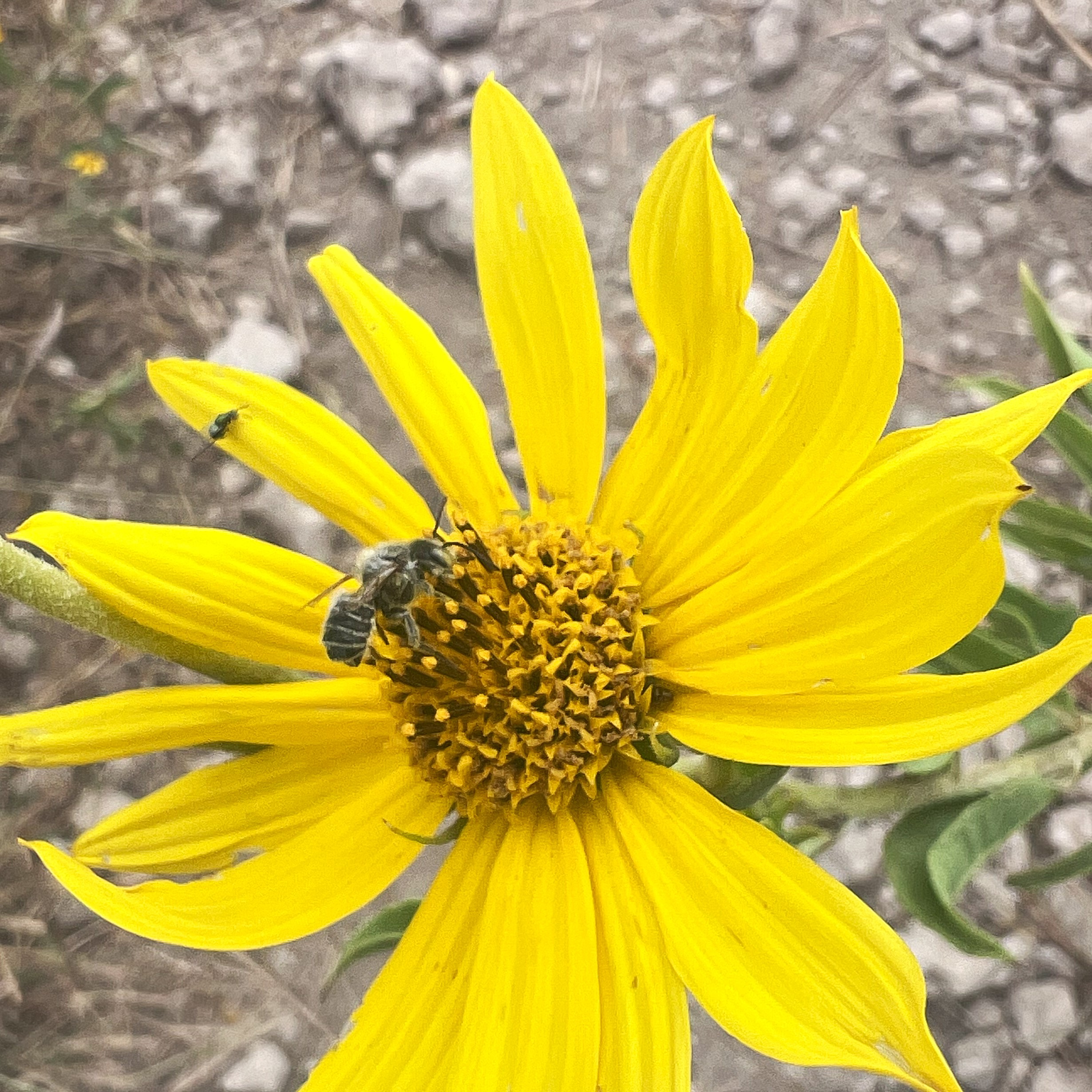 A yellow flower with a bee and a small fly.