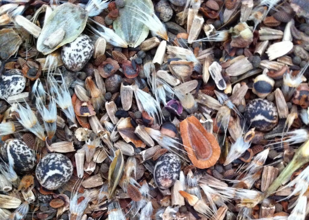 An array of colorful seeds, small and large