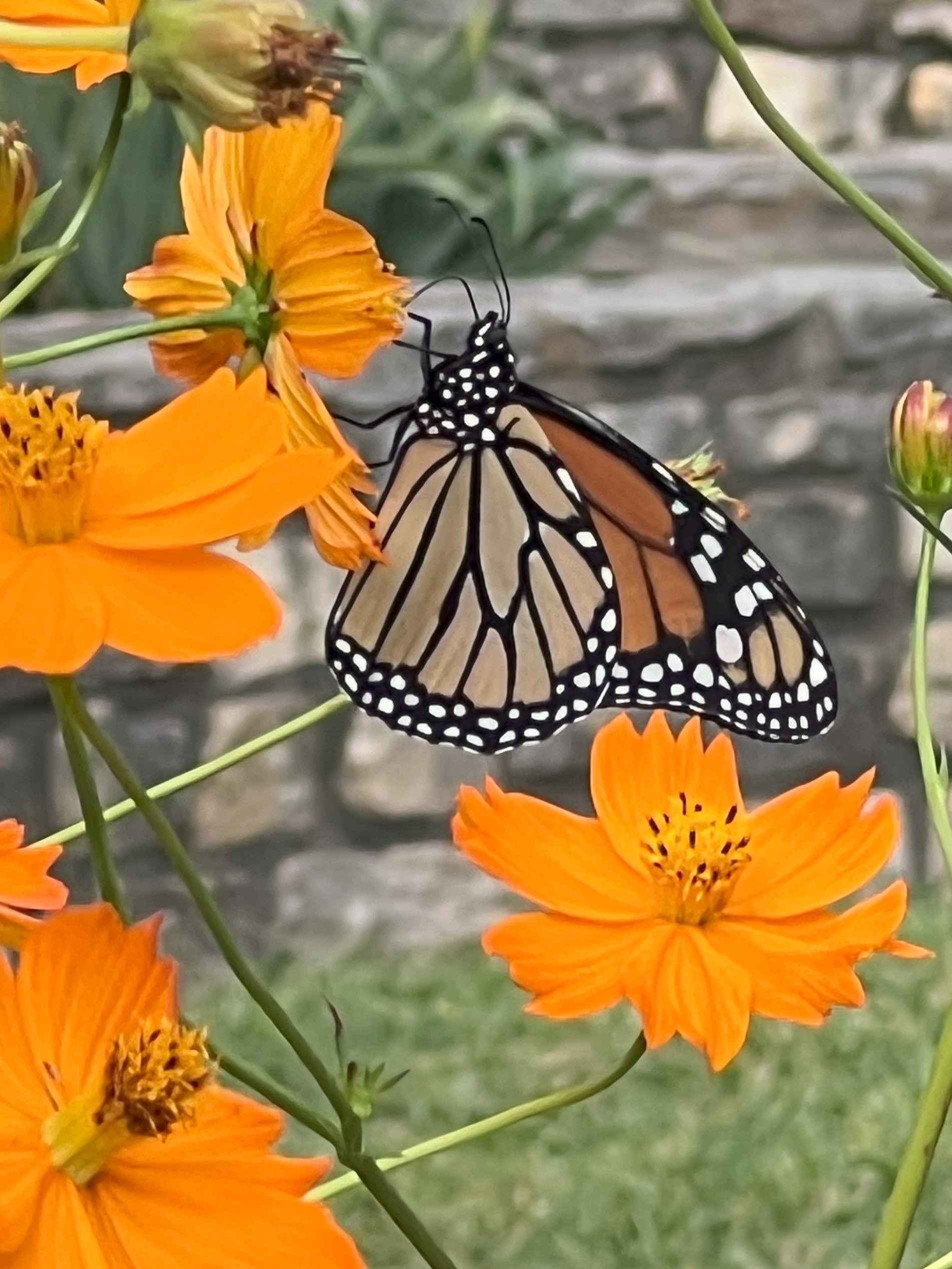 A black and orange monarch butterfly on orange flowers.