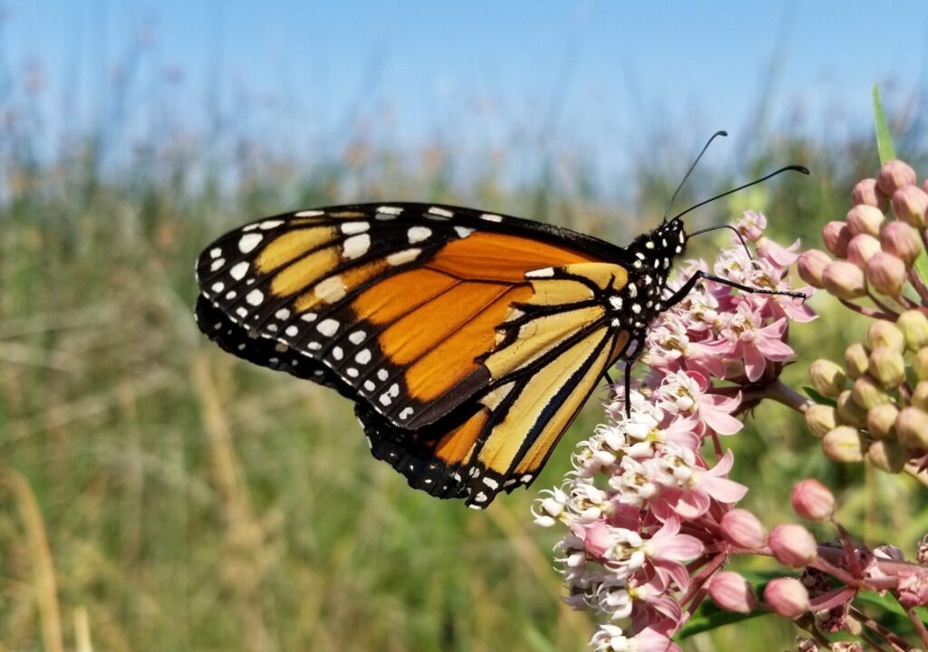 Butterfly rests on pink flower