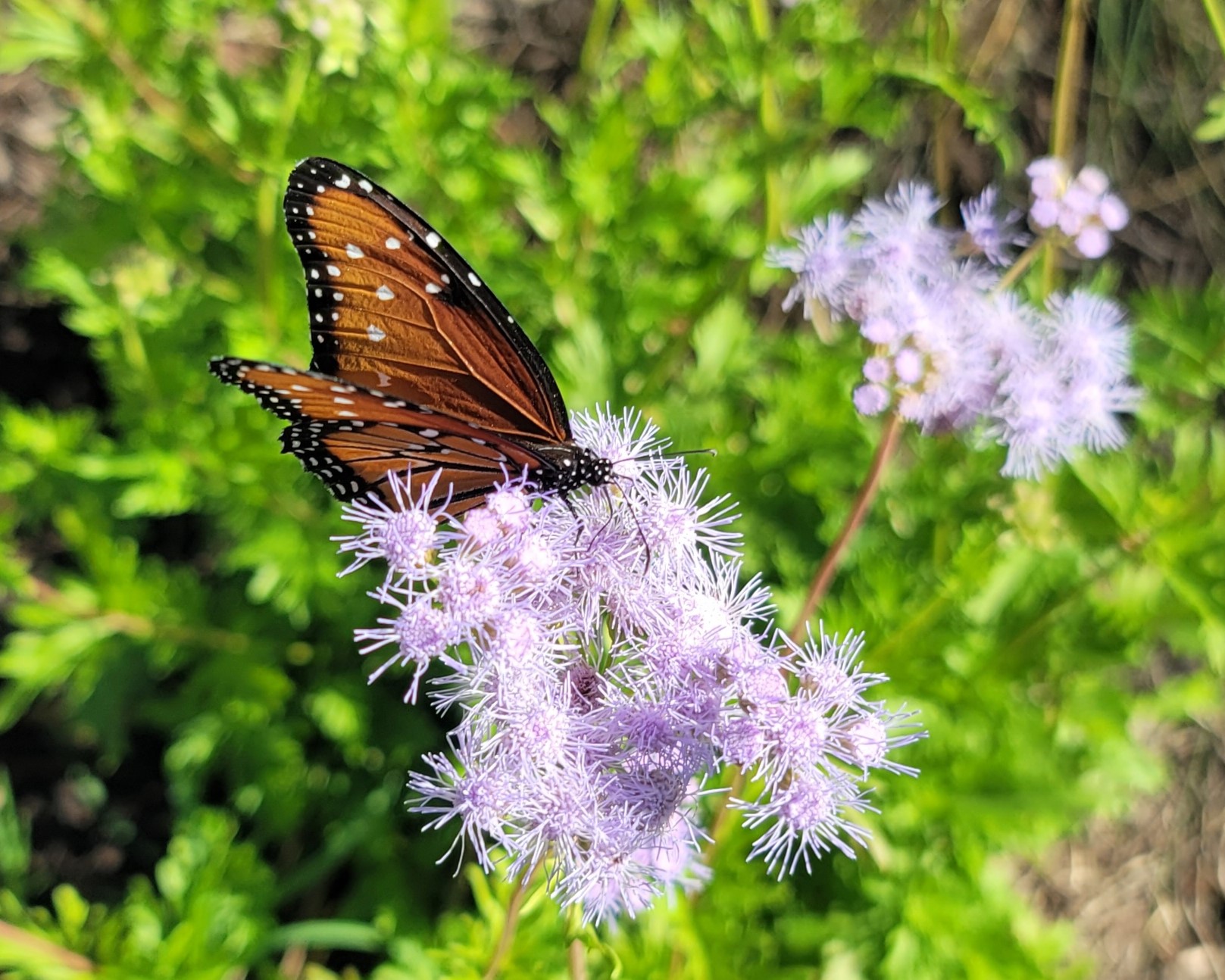 A monarch-like black and orange butterfly on light blue-purple flowers.