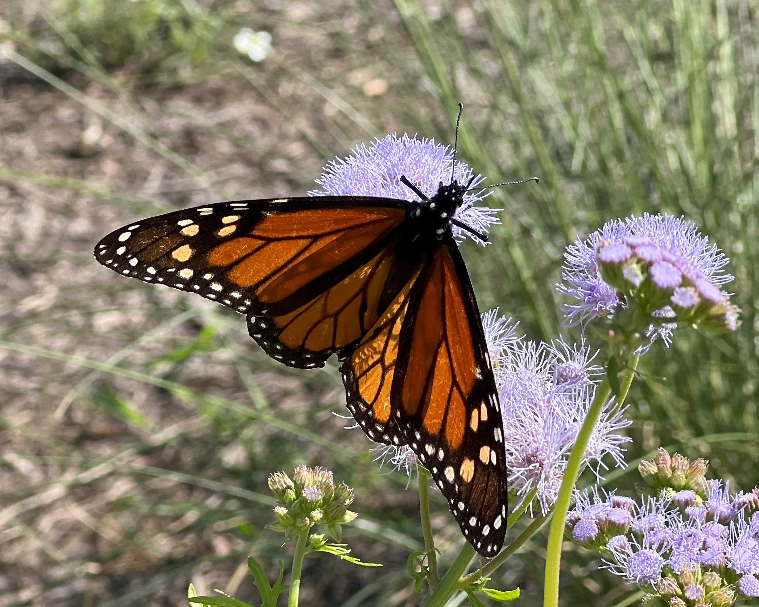 A black and orange monarch butterfly on light blue-purple flowers.