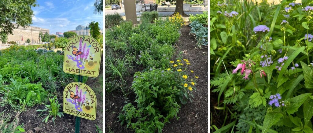Three photos of a garden, with flowers and 2 habitat signs.
