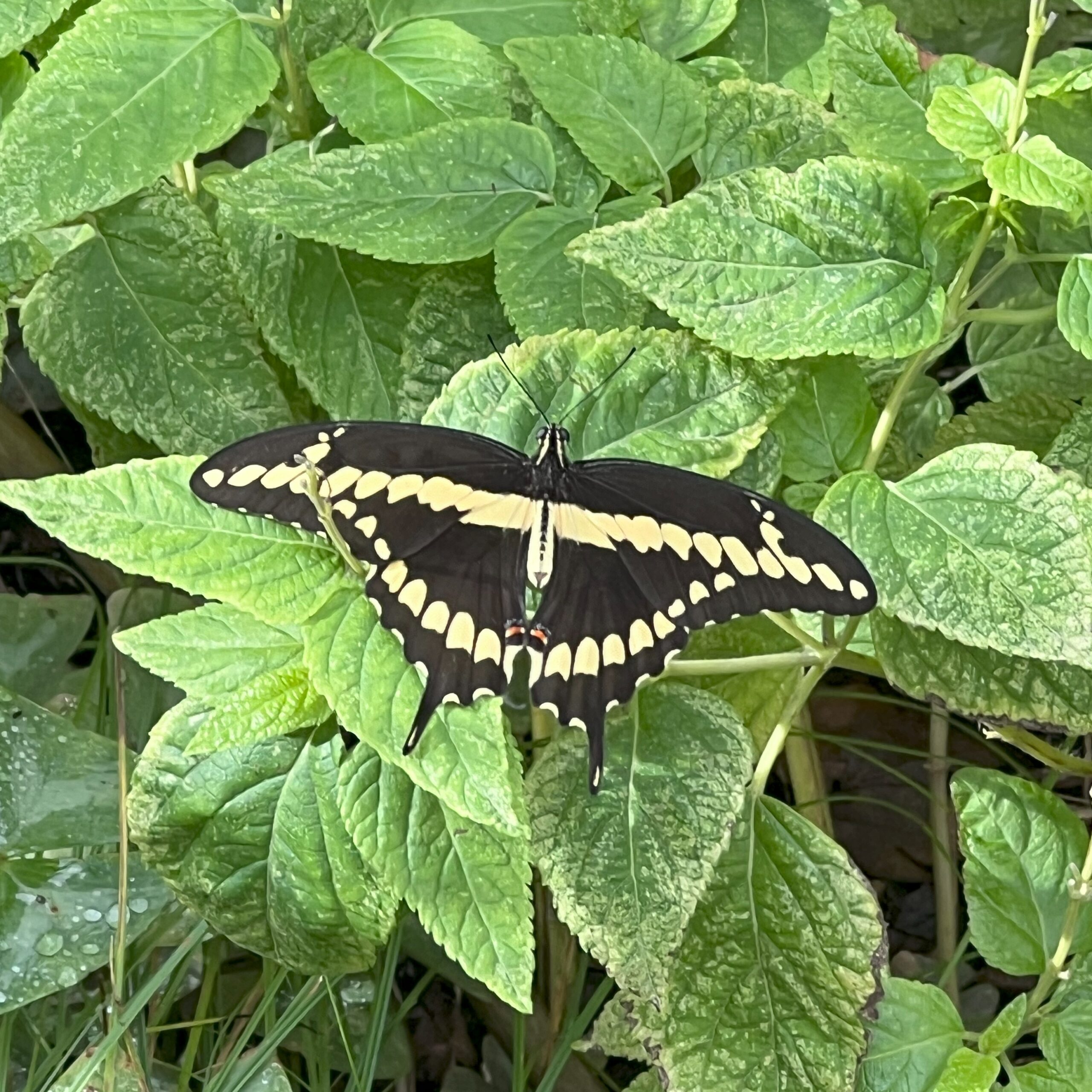 A back and yellow butterfly on green leaves.