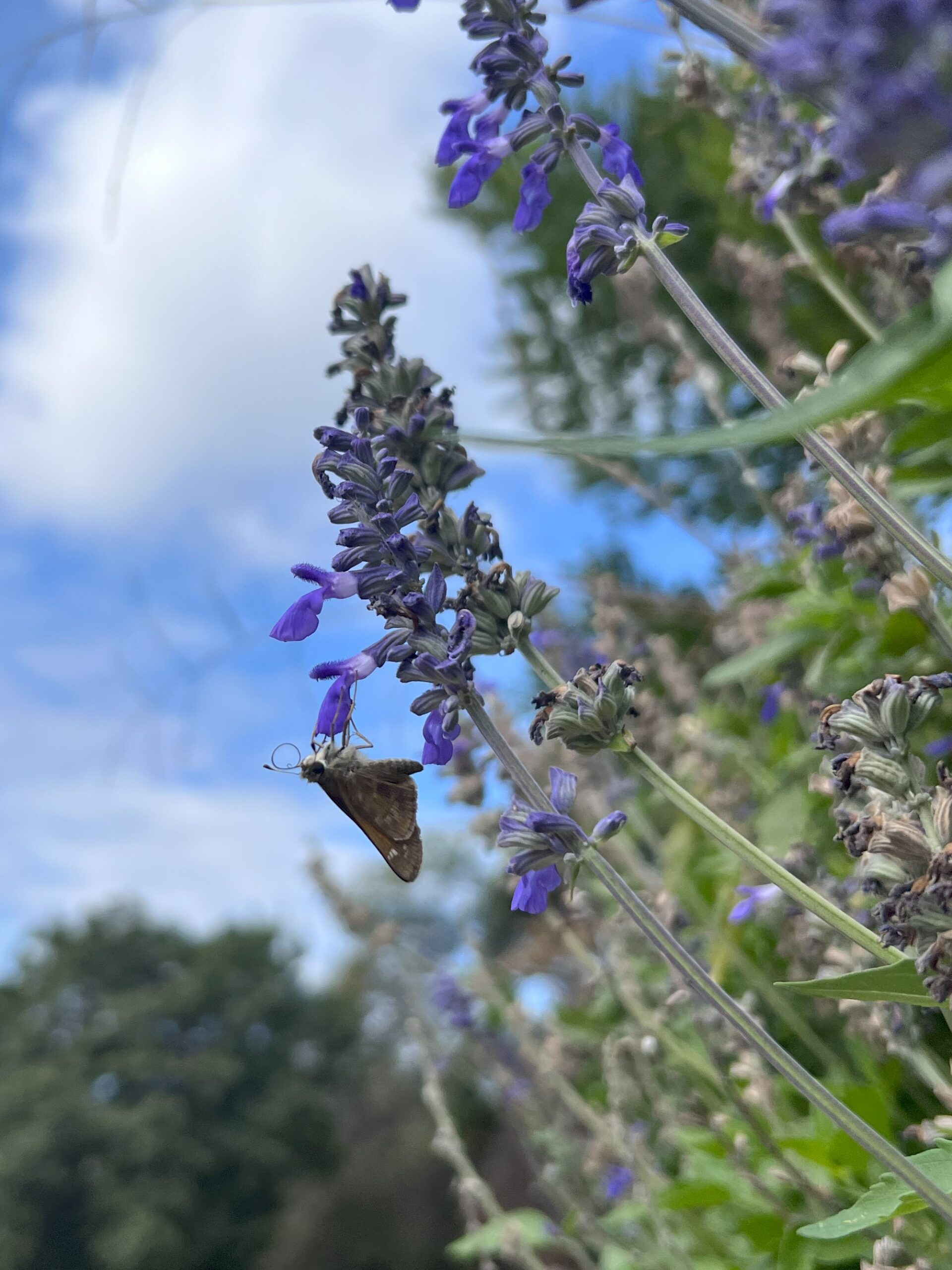 A small butterfly on purple flowers.