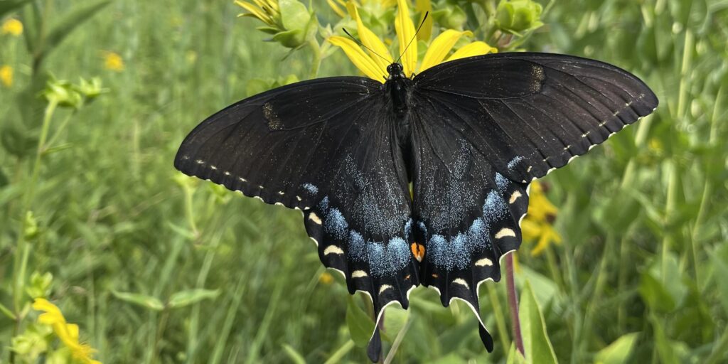 A black butterfly on a yellow flower.