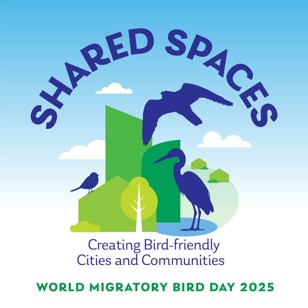 Graphic of blue bird silhouettes over green trees
