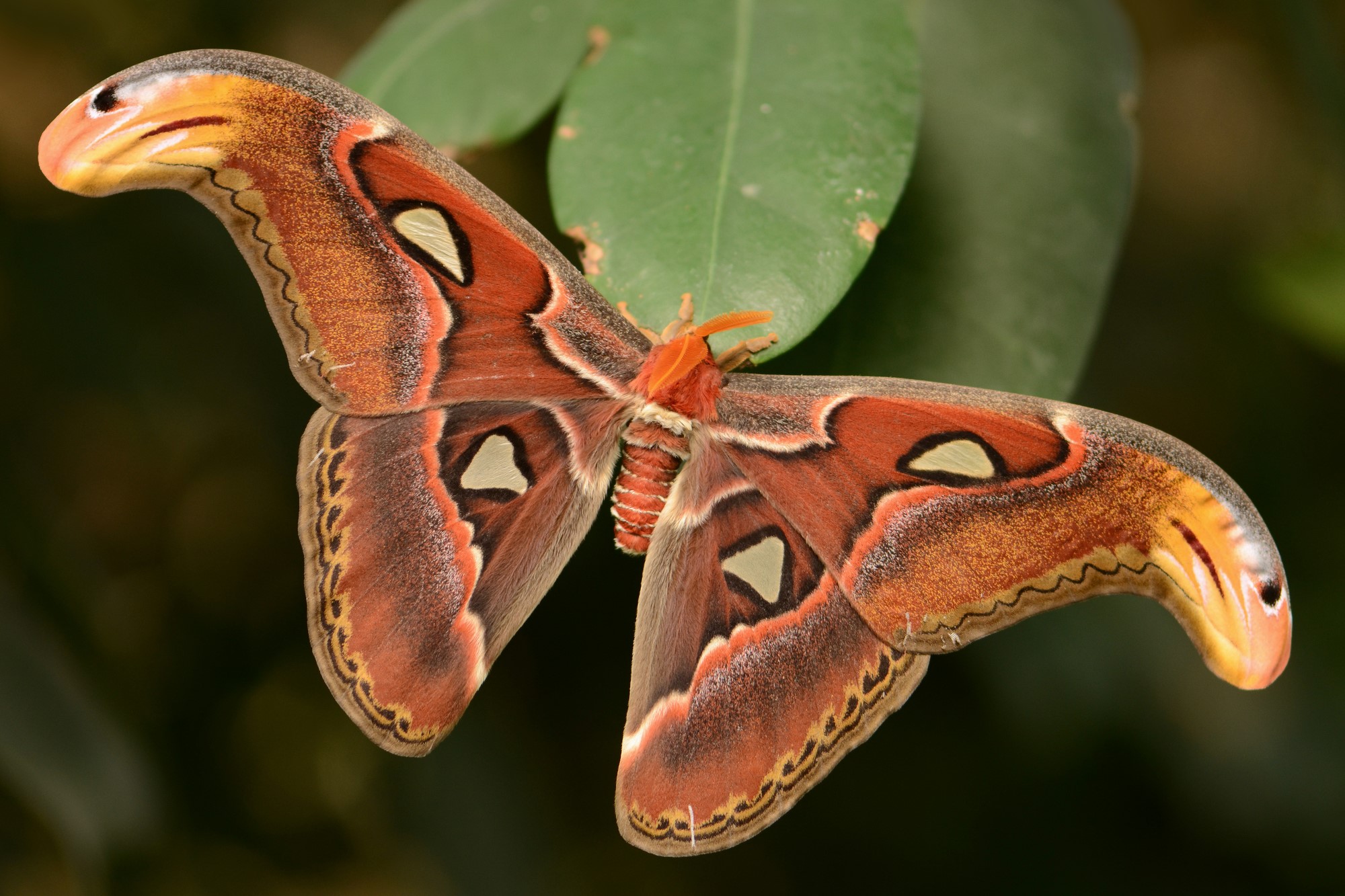 Large orange paterned moth sits at edge of green leaf