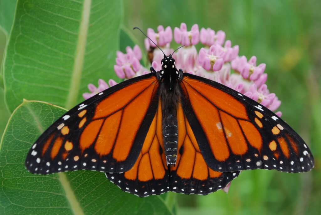 Large orange black and white speckled butterfly rests on pink flower