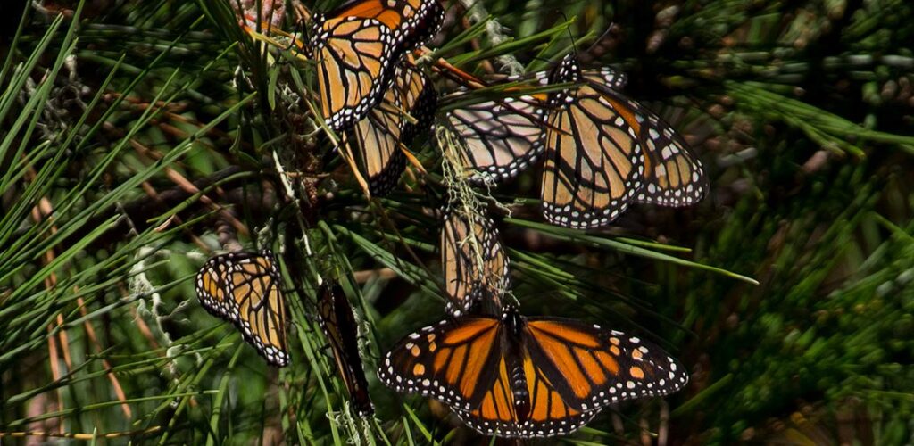 Close up of orange and black butterflies pooling together on gree tree