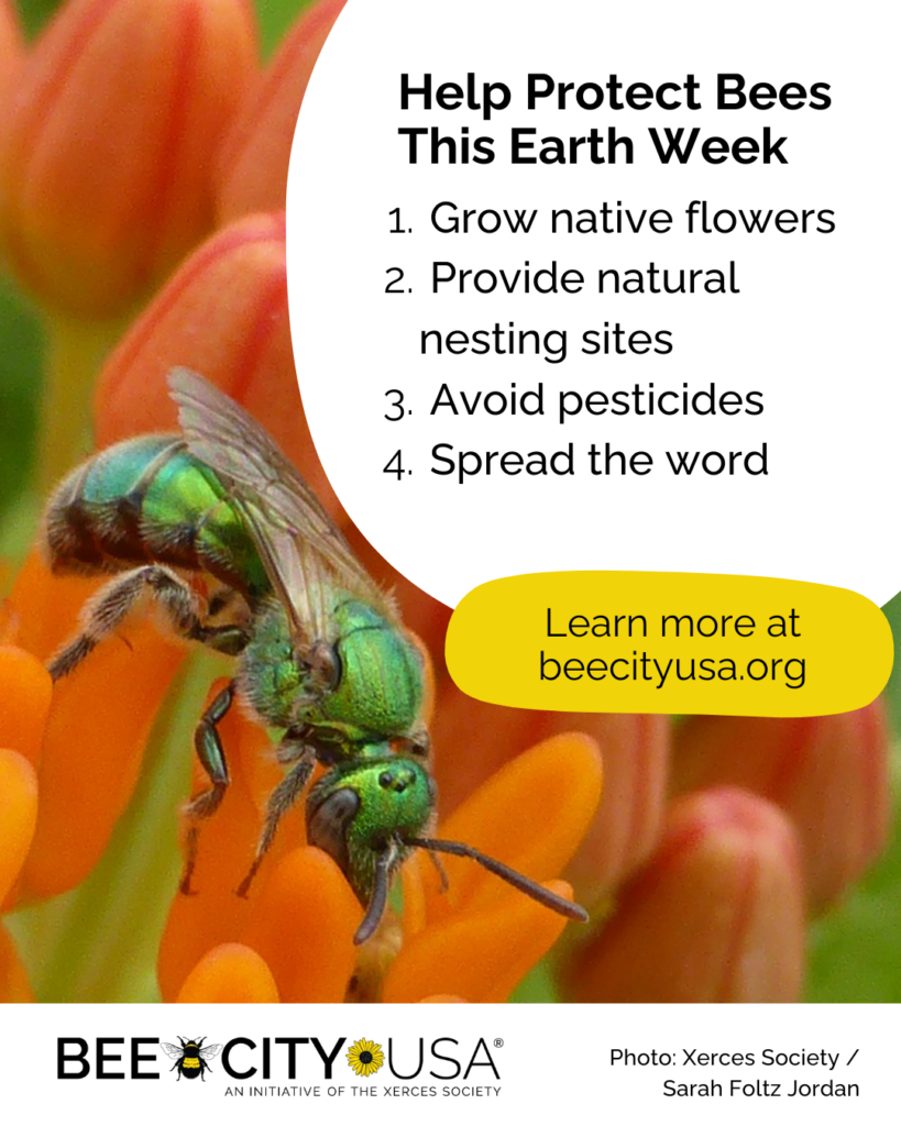 Photo of a green bee on an orange flower with text.