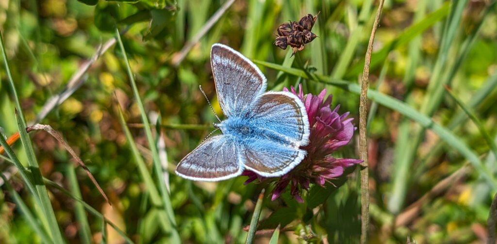 Glistening blue butterfly sits wings open on purple clover