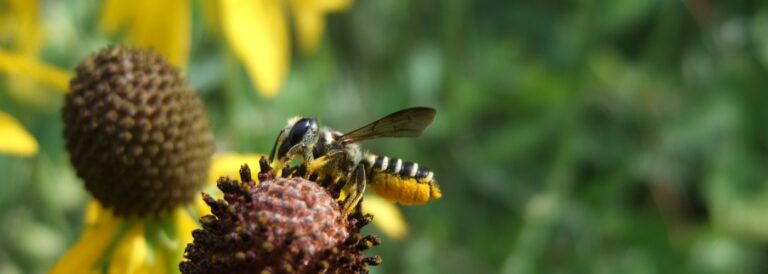 A bee with pollen on its underbelly on a yellow and grown coneflower.