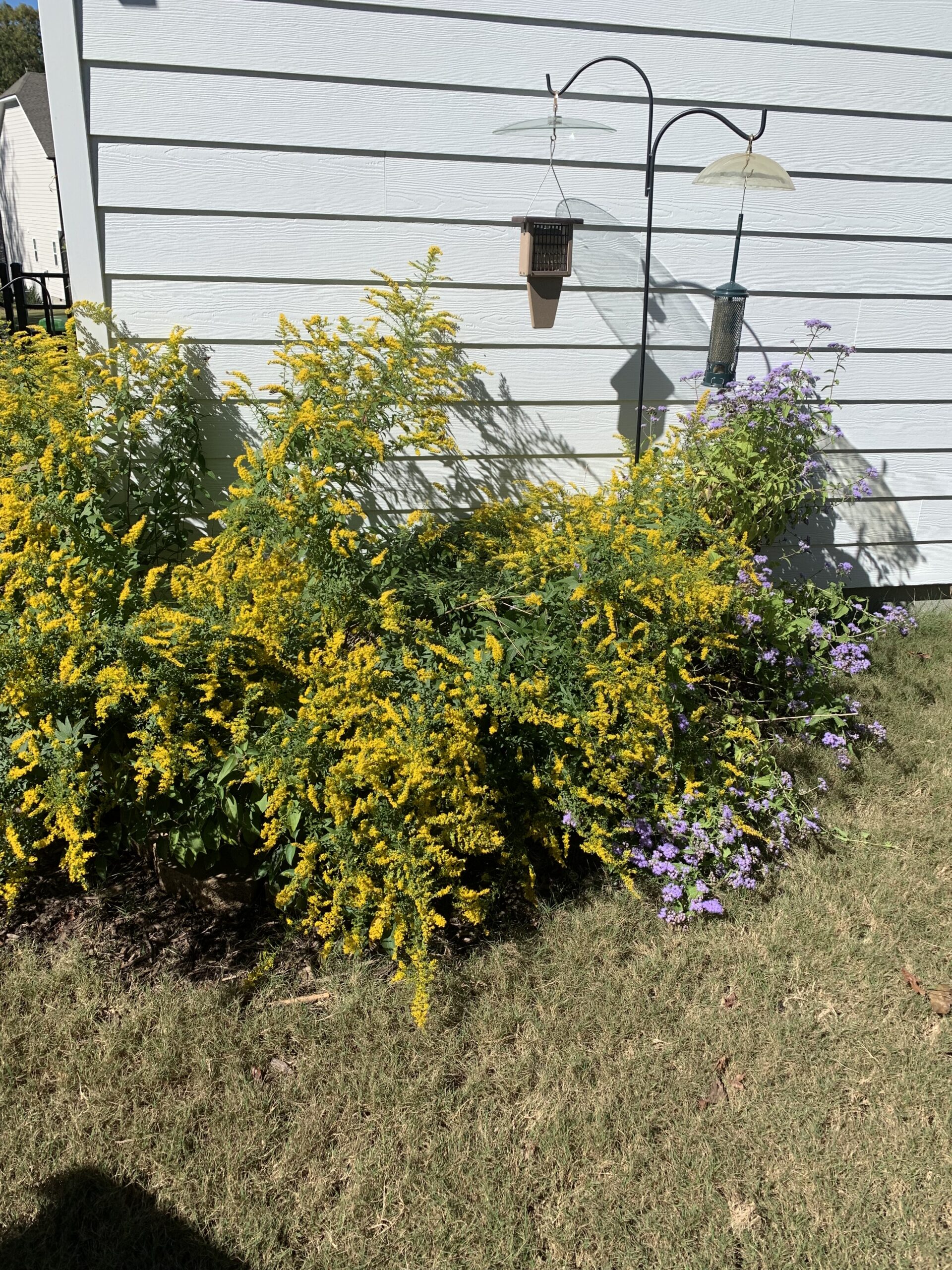 Yellow goldenrod and blue mistflower bloom under two small birdfeeders near a light colored building. 
