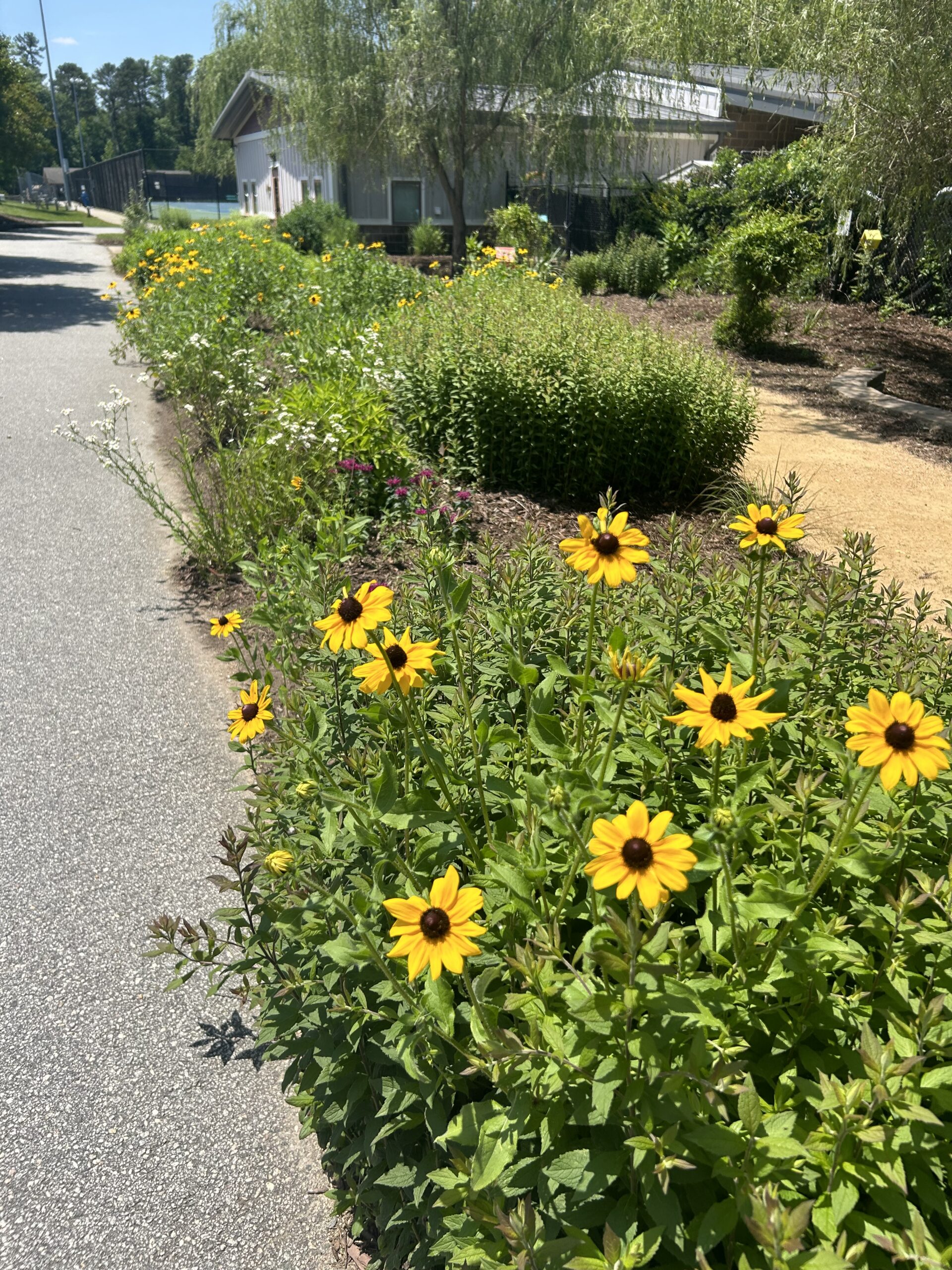 Yellow and white flowers grow densely along a median in a garden on a sunny day.