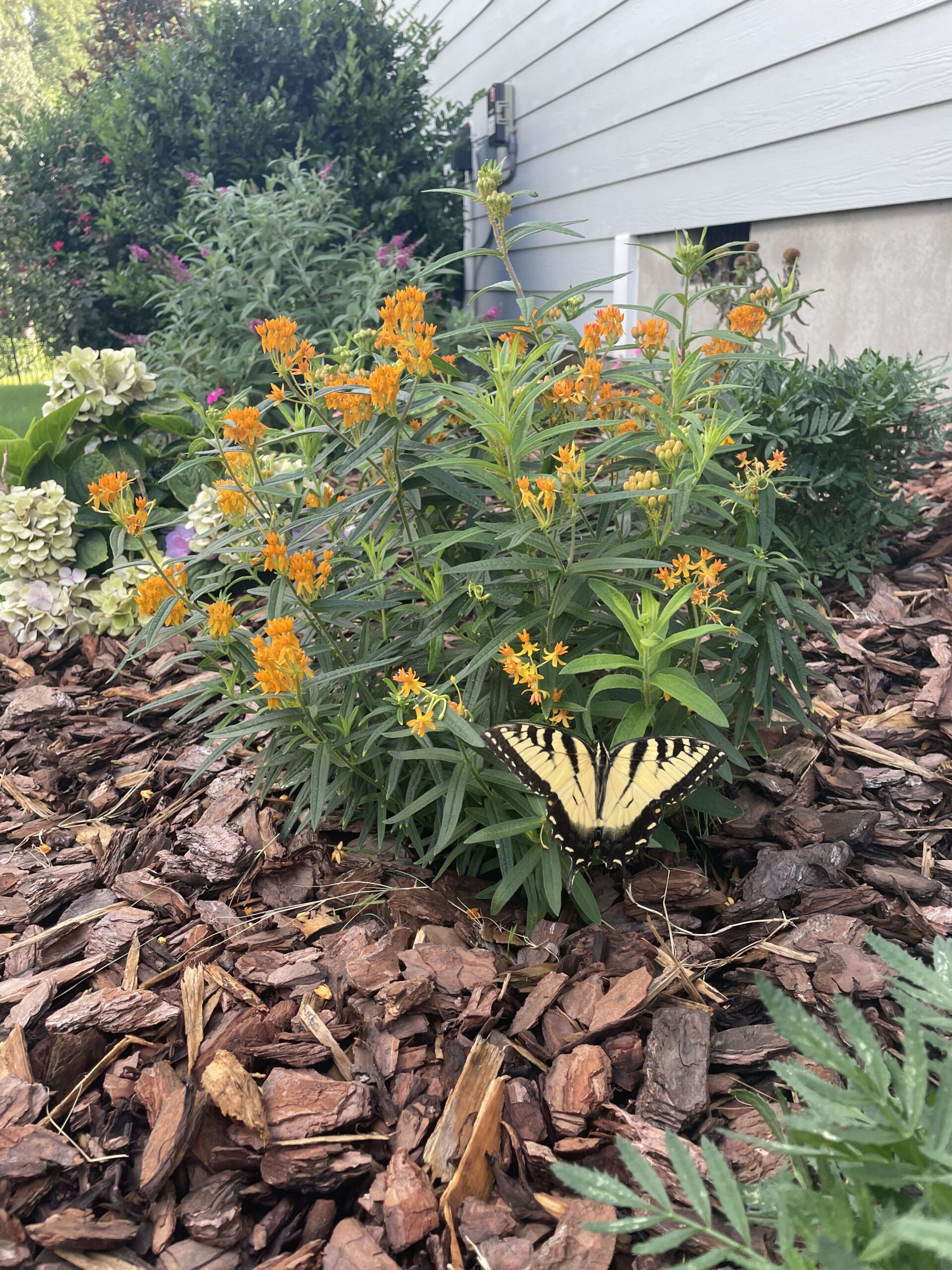 A yellow and black swallowtail butterfly on an orange flower.
