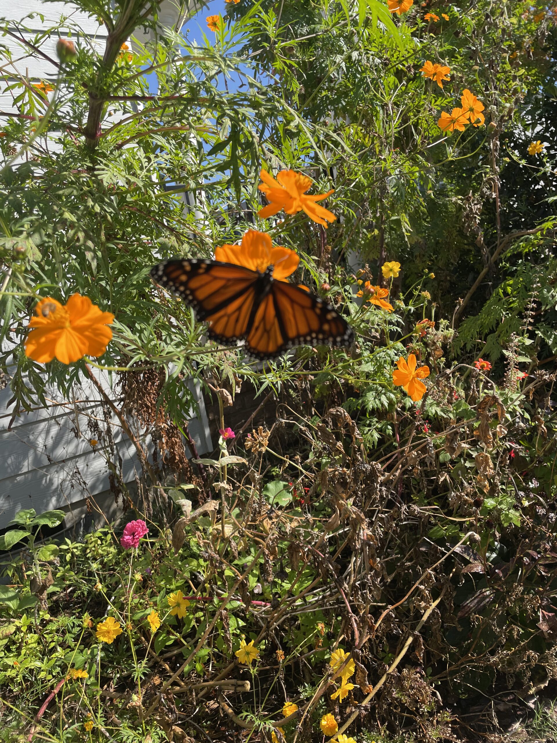 An orange and black monarch butterfly on an orange flower.