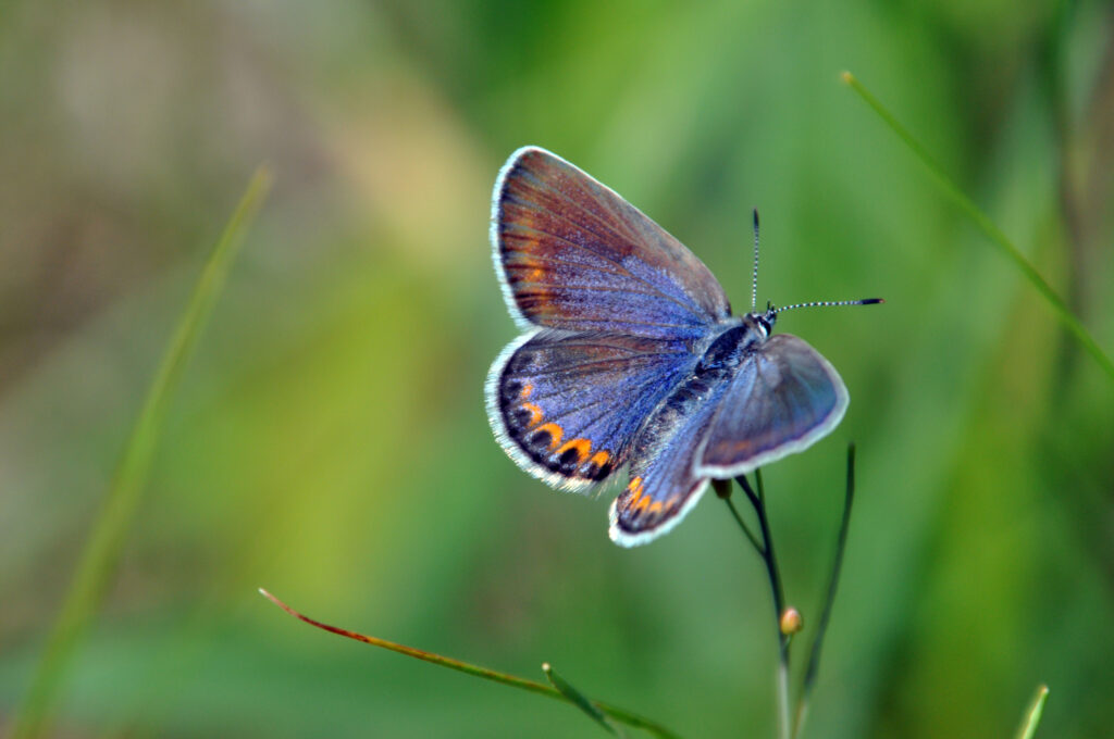 Blue Butterfly rests on blade of grass