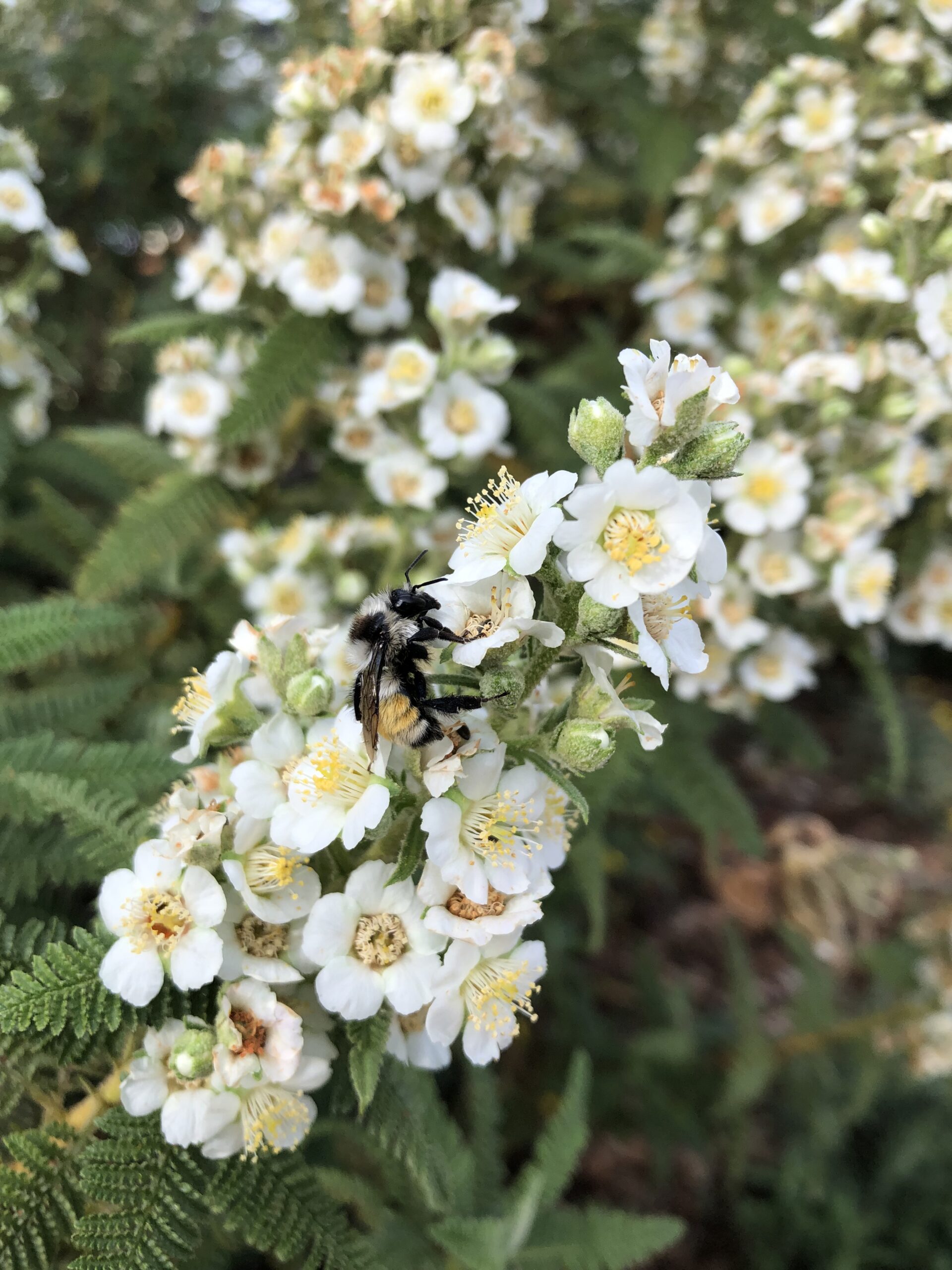 A fuzzy black, light yellow, and light orange bumble bee perched on a bunch of small white flowers.