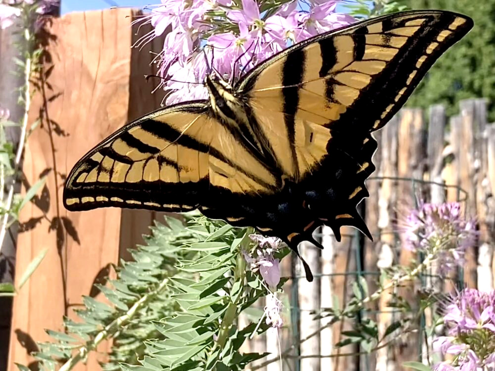 A yellow and black swallowtail butterfly on a light pink-purple bunch of flowers.