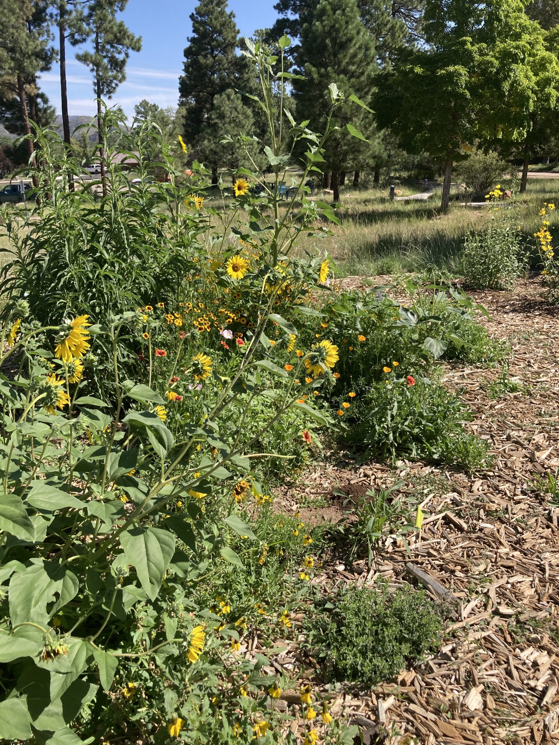 Yellow, orange, and red flowers bloom in a garden on a sunny day.