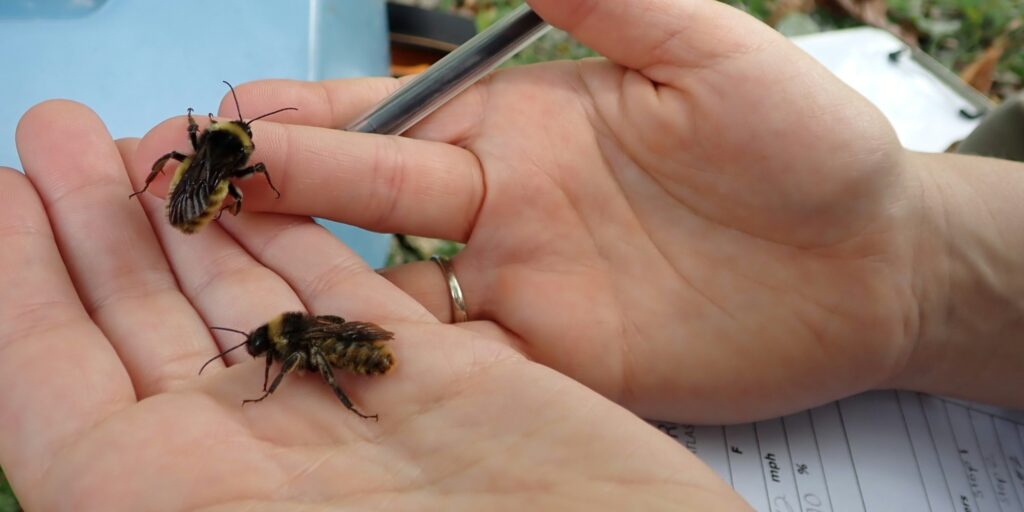 Two fuzzy bumble bees crawl on a person's hands.