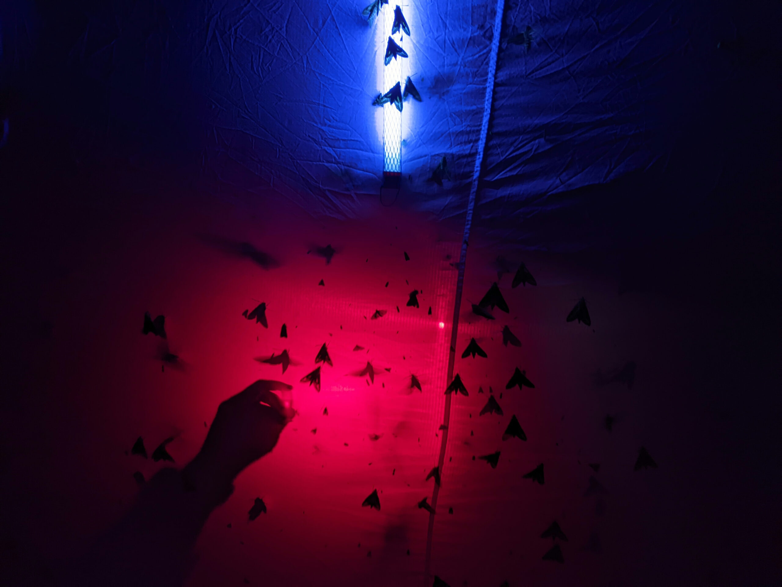 A photo of red and blue-looking lights on a sheet covered in insects at night. A hand is silhouetted in the foreground.