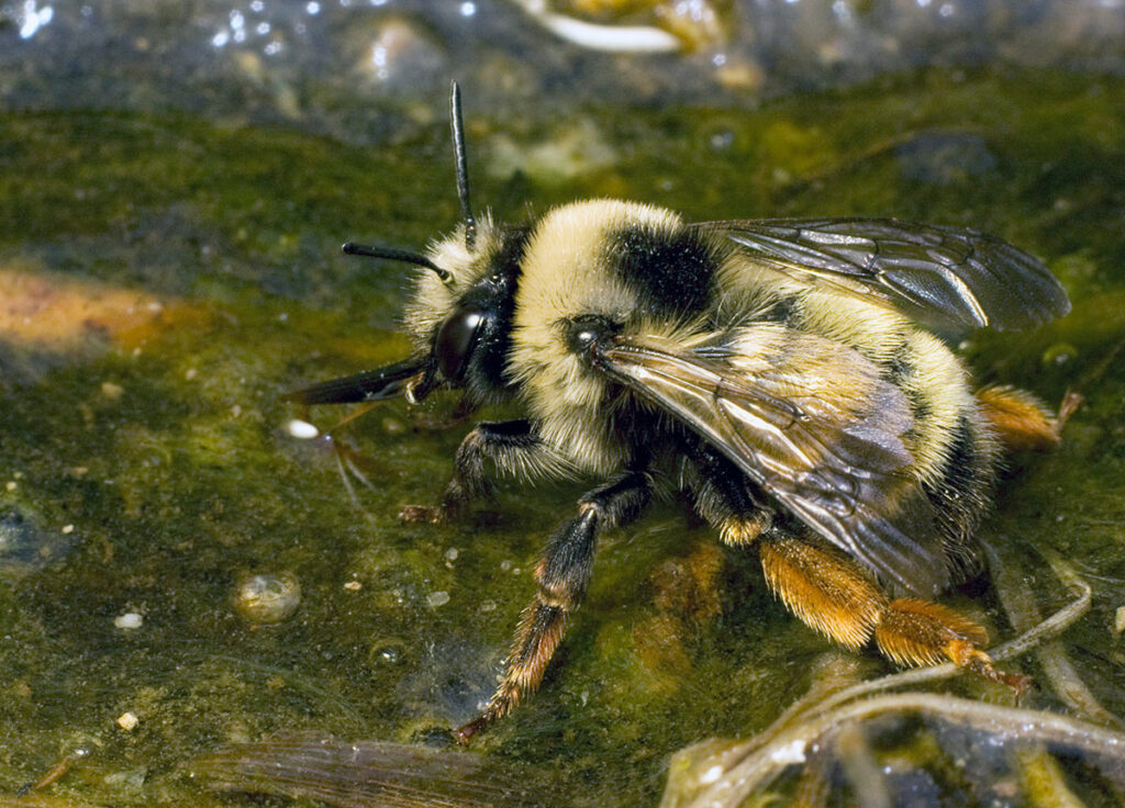 Black and Yellow Bee sitting in a puddle of water