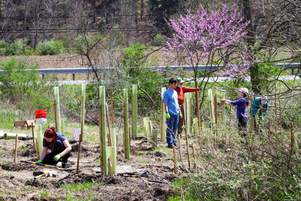 5 people stand and work around newly-planted saplings.