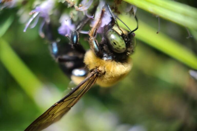 A bee at Mississippi State University. Credit: Madalyn Stoecker