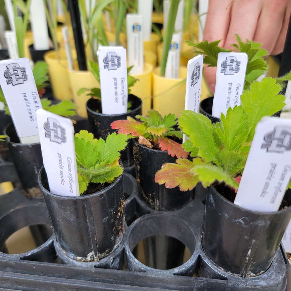 A tray of small plants in black pots.