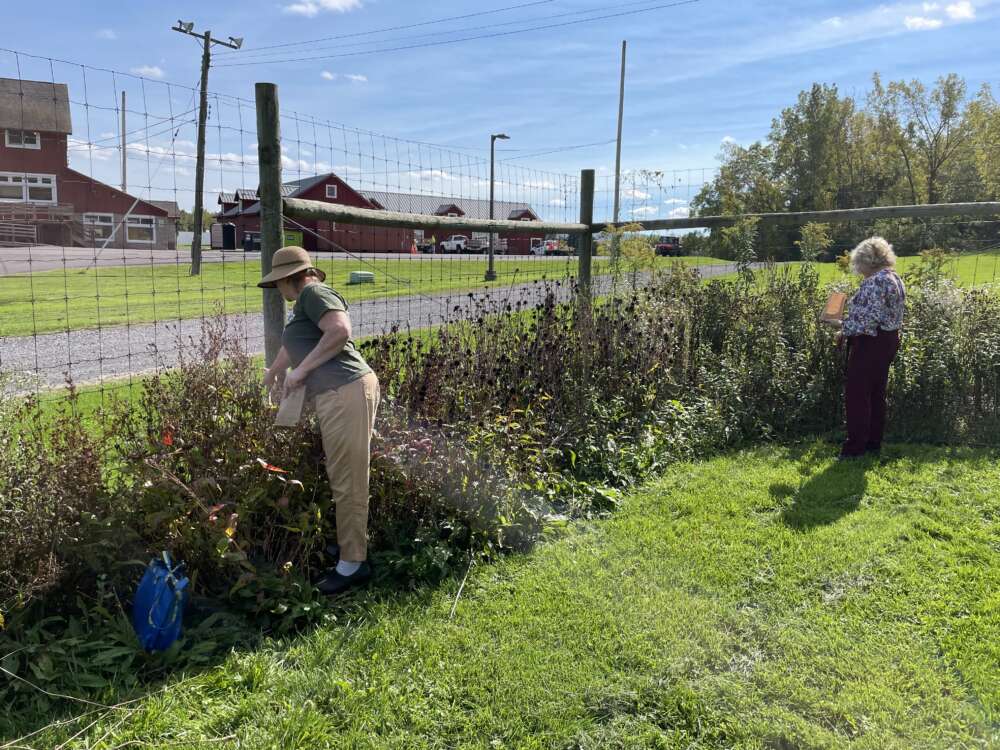 Two people gather seeds from a garden on a sunny day.