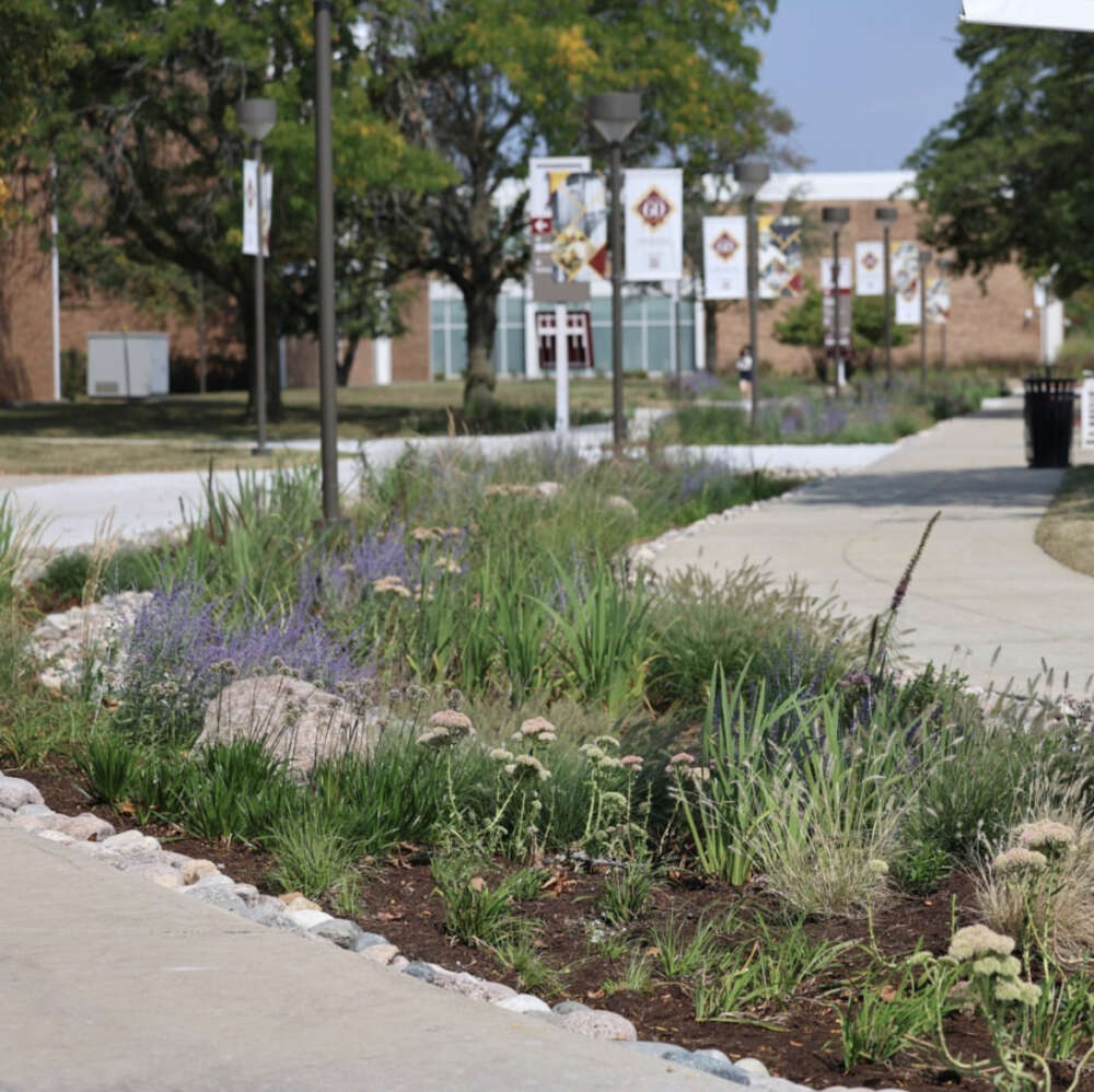 White and purple flowers bloom along a path.
