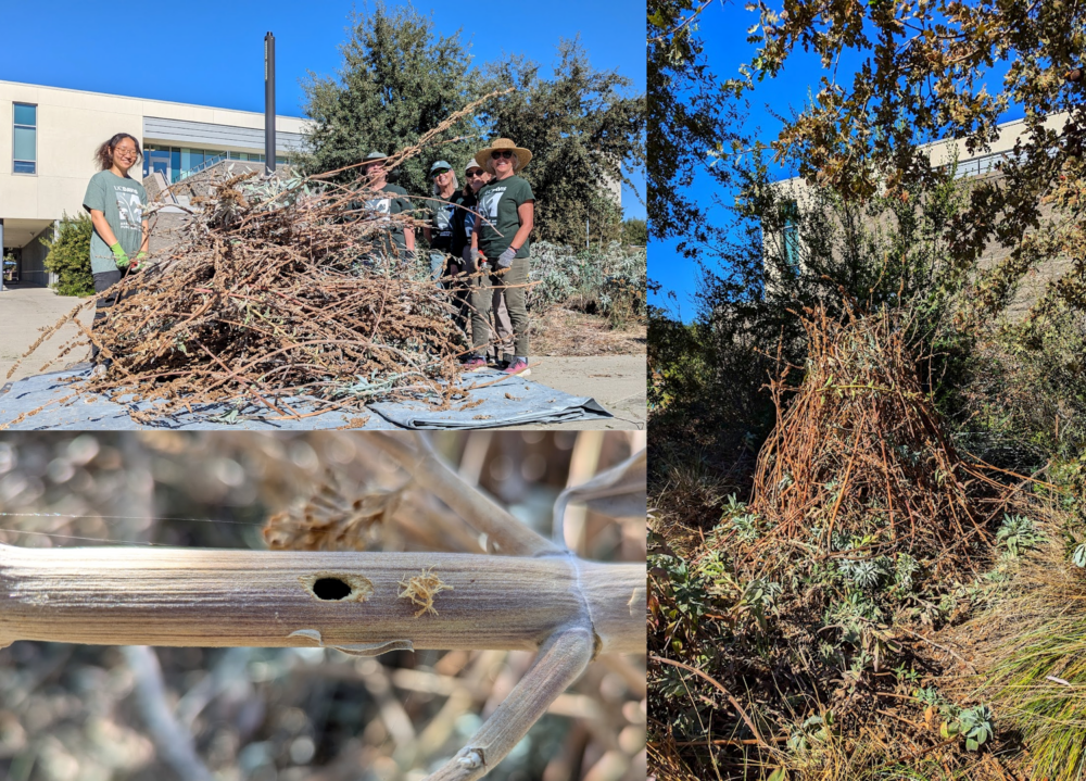 A collage of three photos, Two of brush piles, one of a stem with a hole in it.