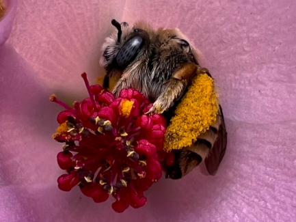 A cactus bee (Diadasia) at University of California Riverside. Credit: nomolosx, from INaturalist (https://www.inaturalist.org/users/622593)