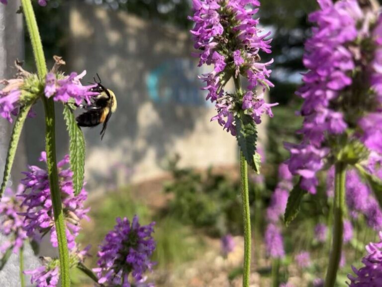 A black and yellow bee on purple flowers.