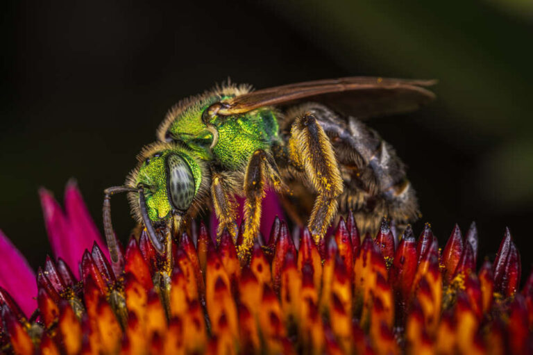 A close-up of a shiny green bee on an orange flower.