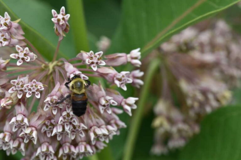 A bumble bee on pink milkweed.