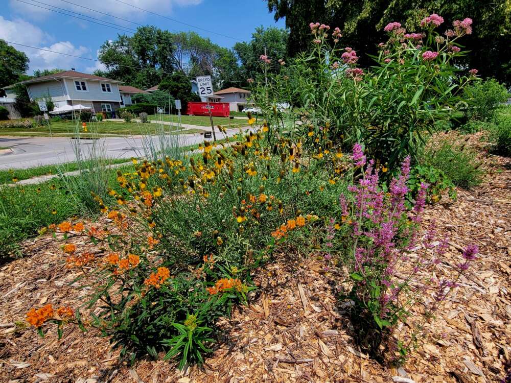 Pink, yellow, and orange flowers surrounded by wood chips.