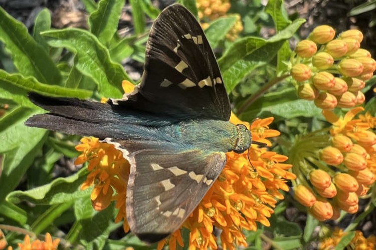 2024_Bee_City_USA_Greenwood_SC_long-tailed_skipper 1