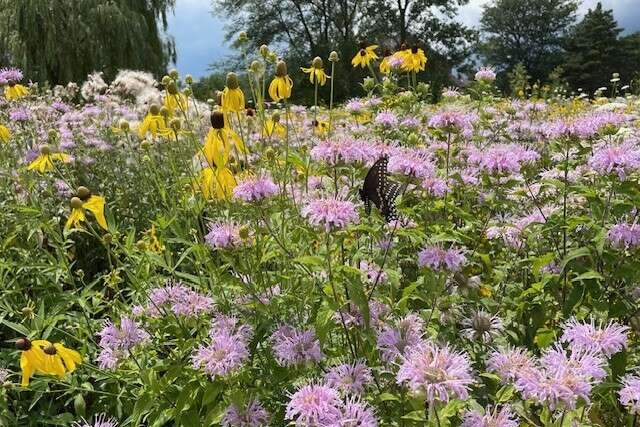 Credit: Bee City USA - Hawthorn Woods, IL