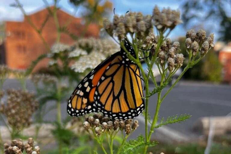 A monarch butterfly in Moorestown Township, NJ. Credit: Lisa Petriello