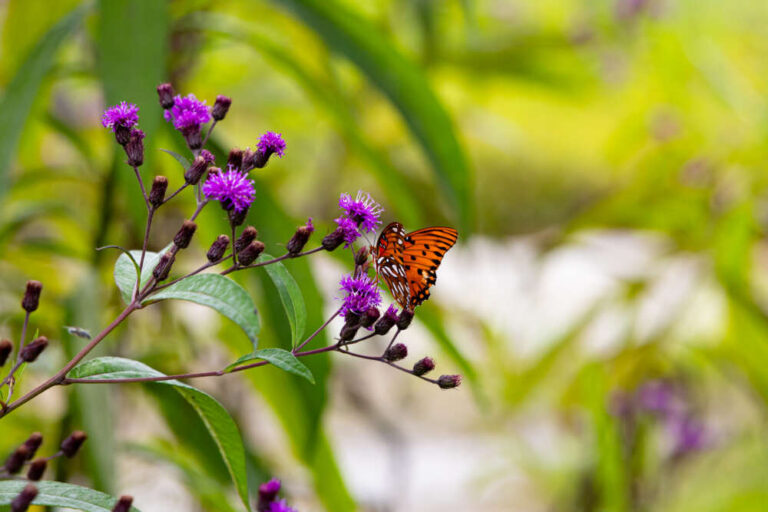 An orange and white butterfly on purple flowers.