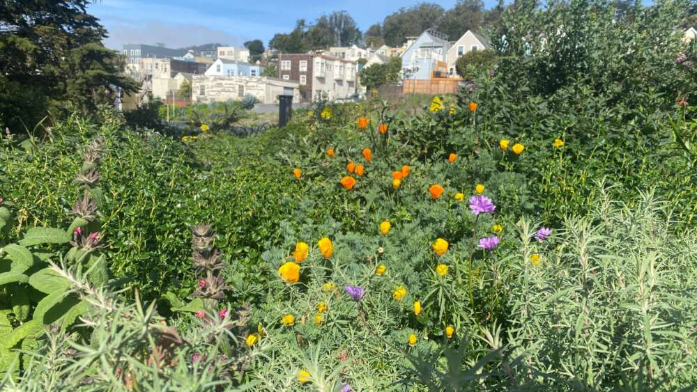 A colorful garden of flowers with large, light-colored houses in the background.