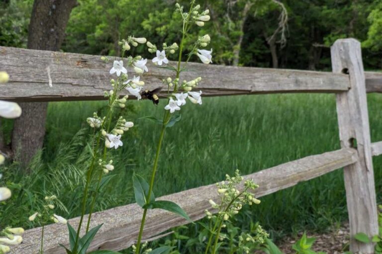 An American bumble bee (listed as Vulnerable by the IUCN Red List) visiting beardtongue in Wichita, KS. Credit: Seth Macy