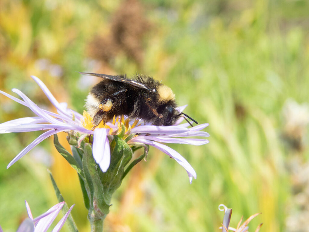 Bumblee bee rests atop purple flower