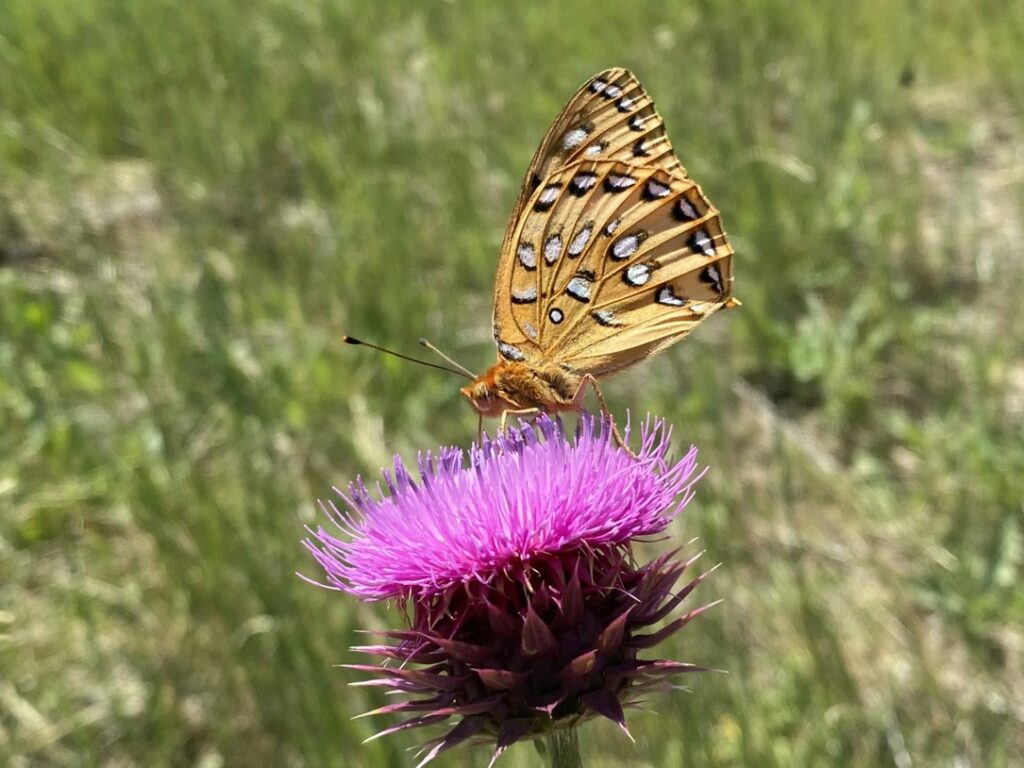 white and yellow spotted butterfly sits atop a pink flower head