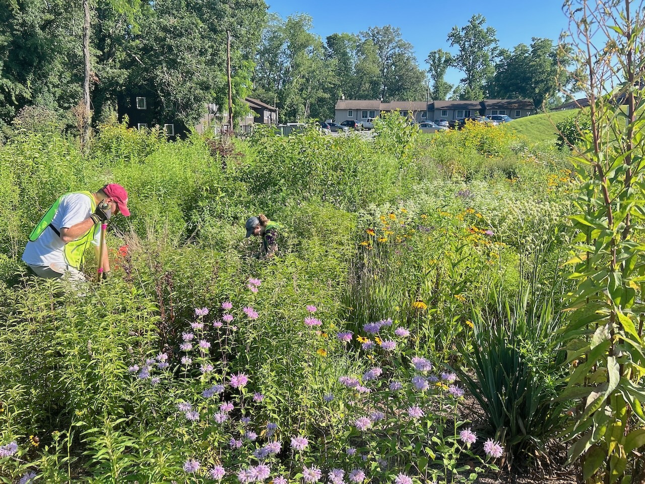 Two people in a meadow with flowers in the foreground.