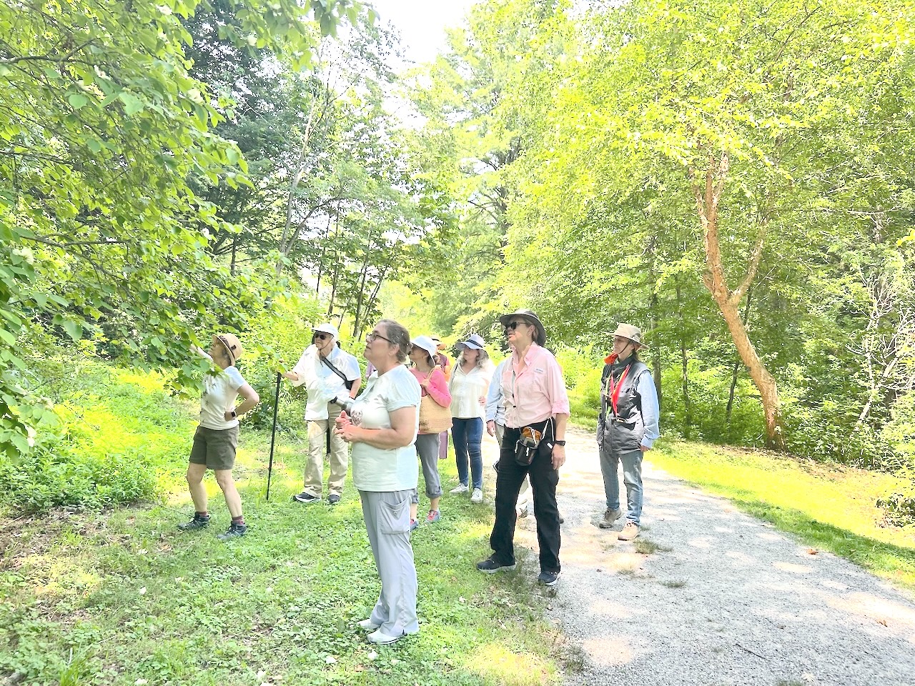 A large group of people stand along a path in a forest